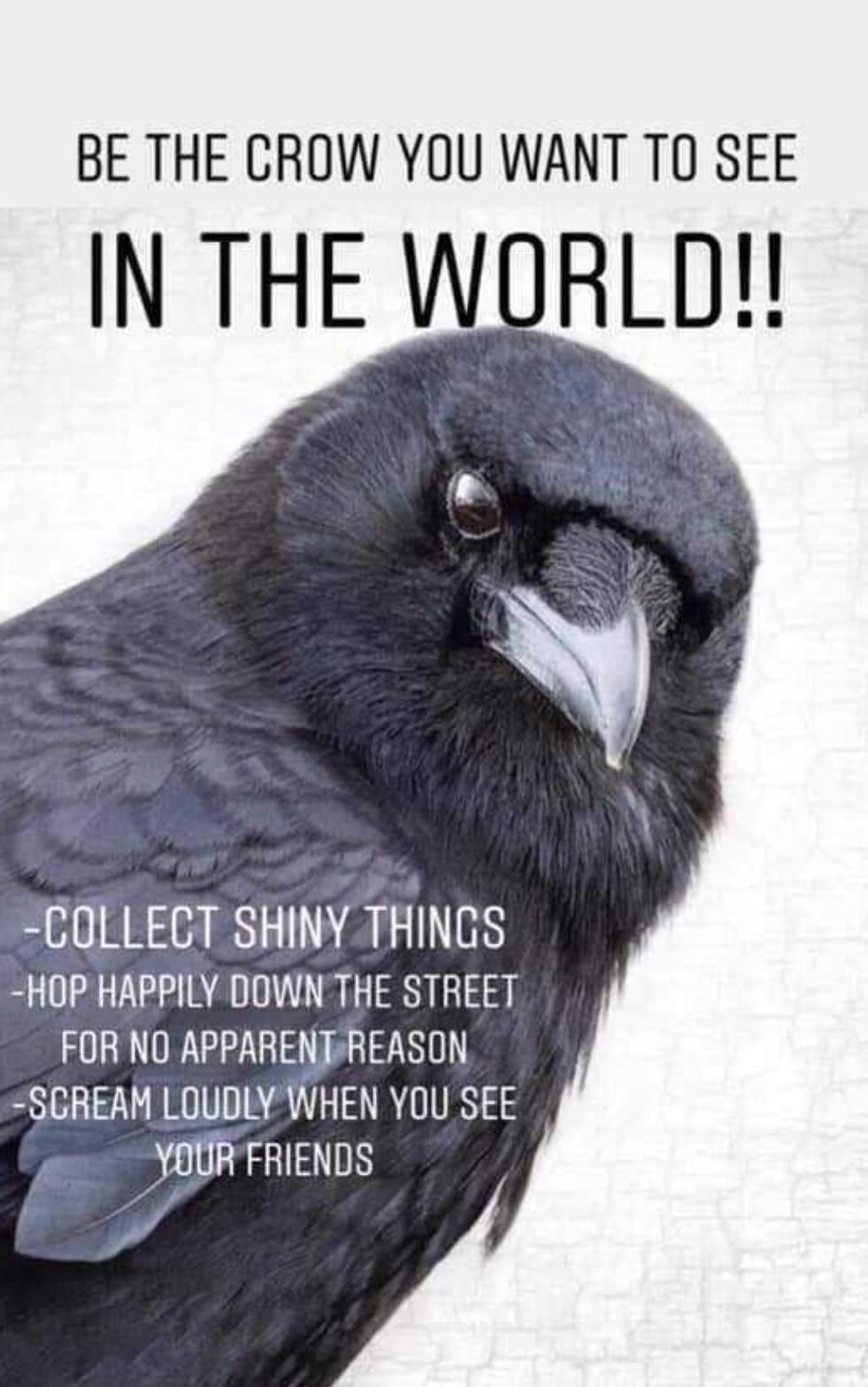 BE THE CROW YOU WANT TO SEE IN THE WORLD SCOLLECT SHINY THINGS HOP HAPPILY DOWN THE STREET FOR NO APPARENT REASON SGREAM LOUDLY WHEN YOU SEE o YOURFRIENDS 2 Y