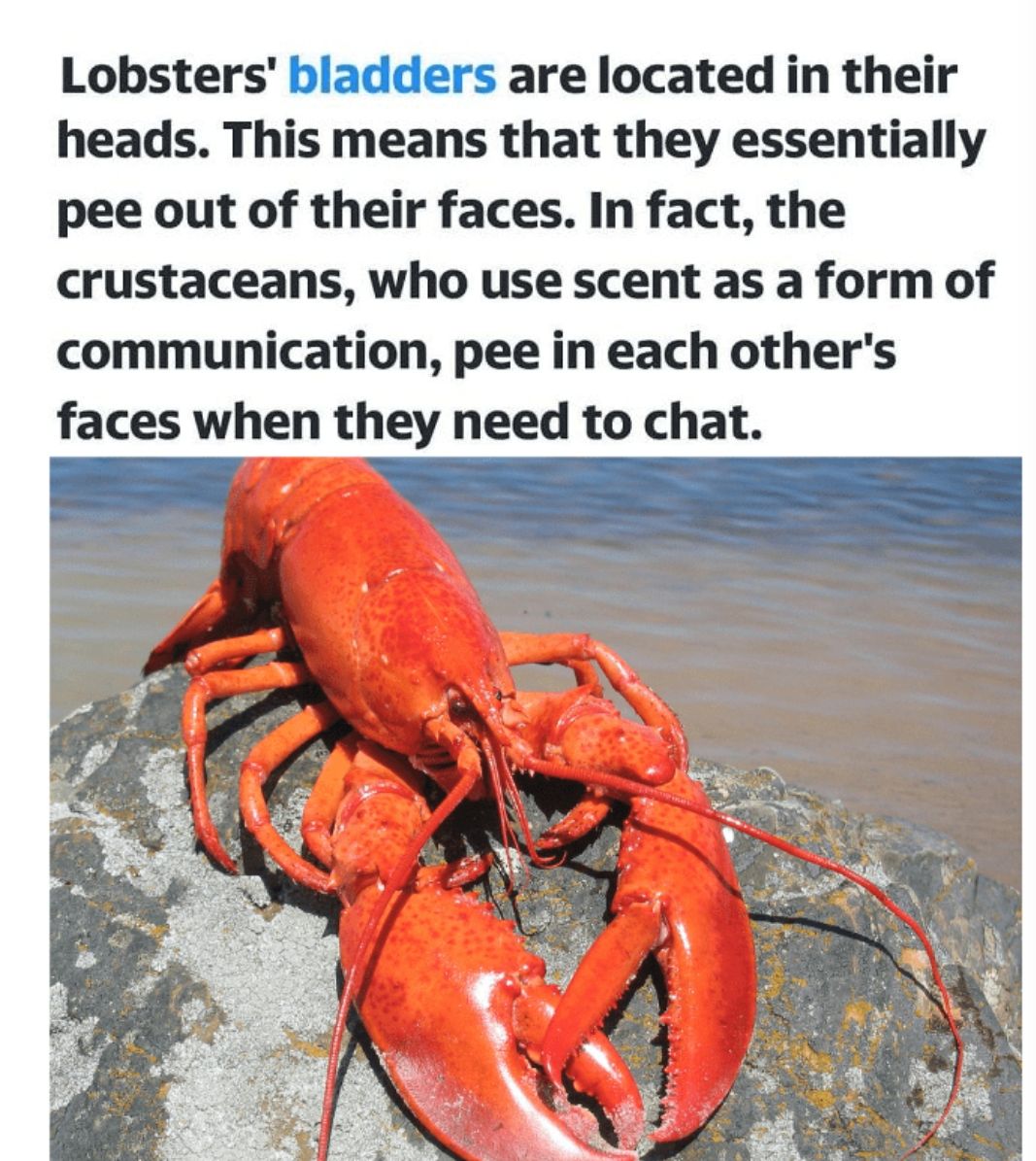 Lobsters bladders are located in their heads This means that they essentially pee out of their faces In fact the crustaceans who use scent as a form of communication pee in each others faces when they need to chat