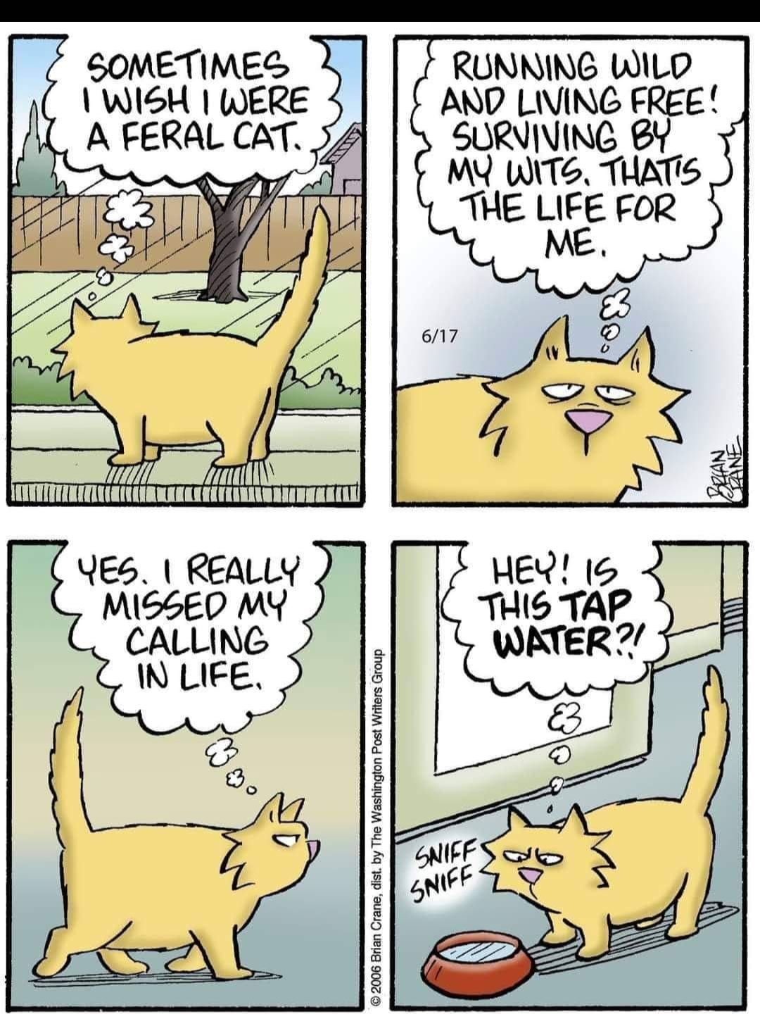 SOMETIMES A FERAL CAT L i T T AT A YES REALLY MISSED MY CALLING N LIFE 1 WISH WERE e Sy RUNNING WILD AND LIVING FREE SURVIVING 8Y MY WITo THATIS THE thfee FOR