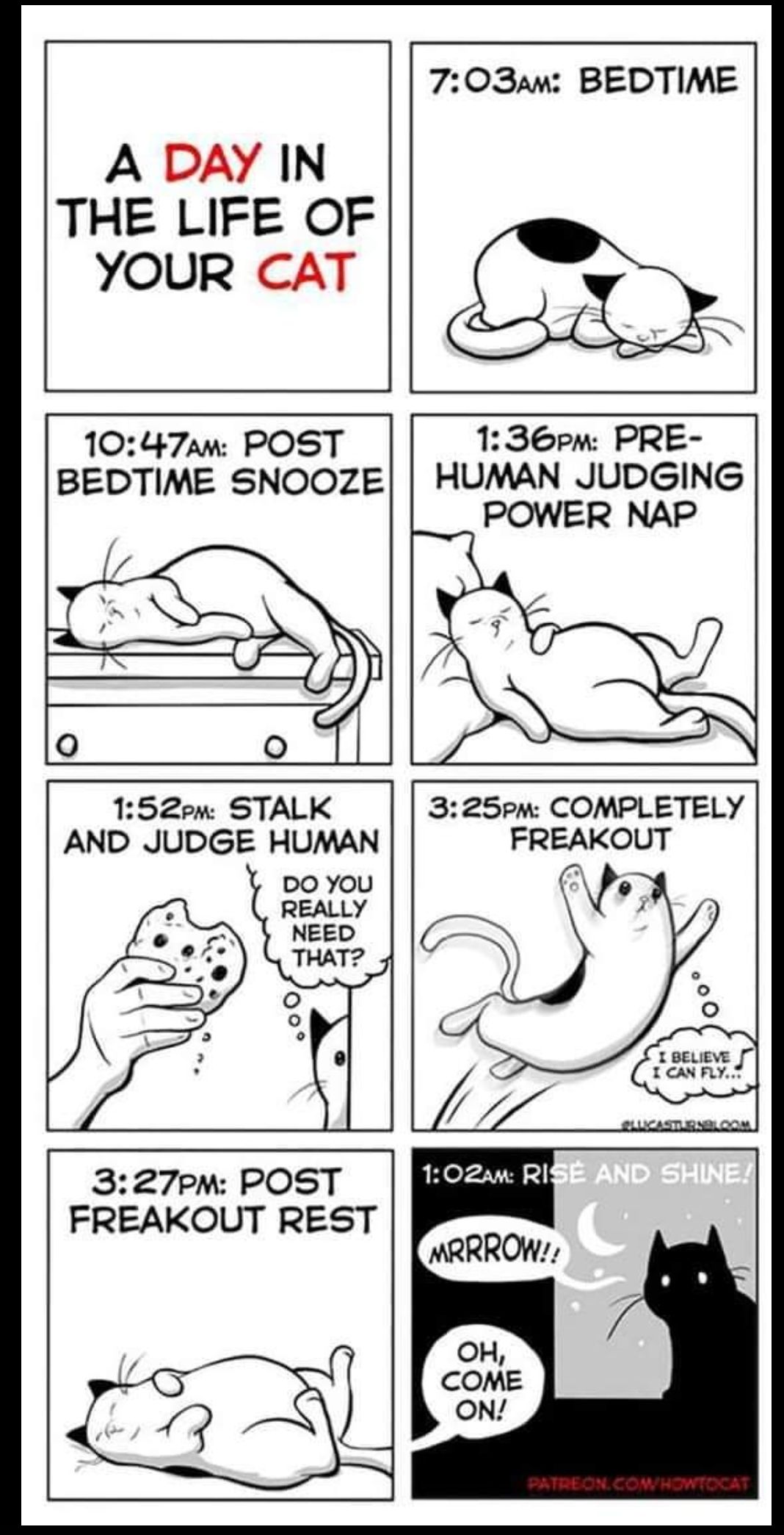 A DAY IN THE LIFE OF YOUR CAT 703am BEDTIME 1047am POST BEDTIME SNOOZE 136pm PRE HUMAN JUDGING POWER NAP 152em STALK AND JUDGE HUMAN 325pm COMPLETELY FREAKOUT 327pm POST FREAKOUT REST 33