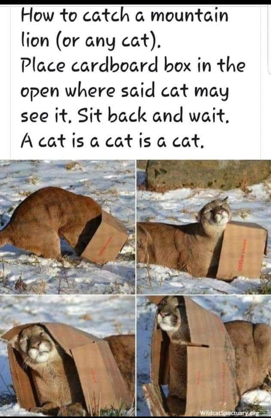 How to catch 6 mountain lion or any cat Place cardboard box in the open where said cat may see it Sit back and wait Acatis a catis a cat