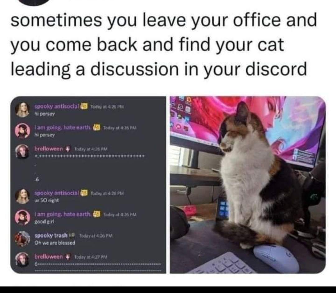 sometimes you leave your office and you come back and find your cat leading a discussion in your discord