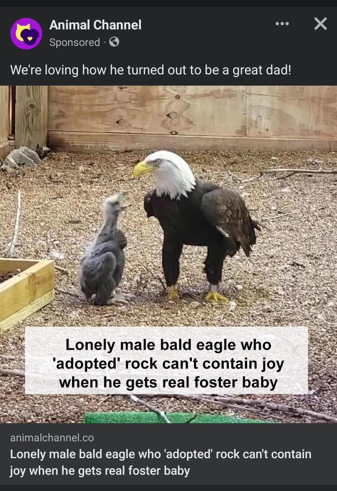 Animal Channel GO Sponsored Were loving how he tured out to be a great dad Lonely male bald eagle who adopted rock cant contain joy animalchannelco Lonely male bald eagle who adopted rock cant contain joy when he gets real foster baby