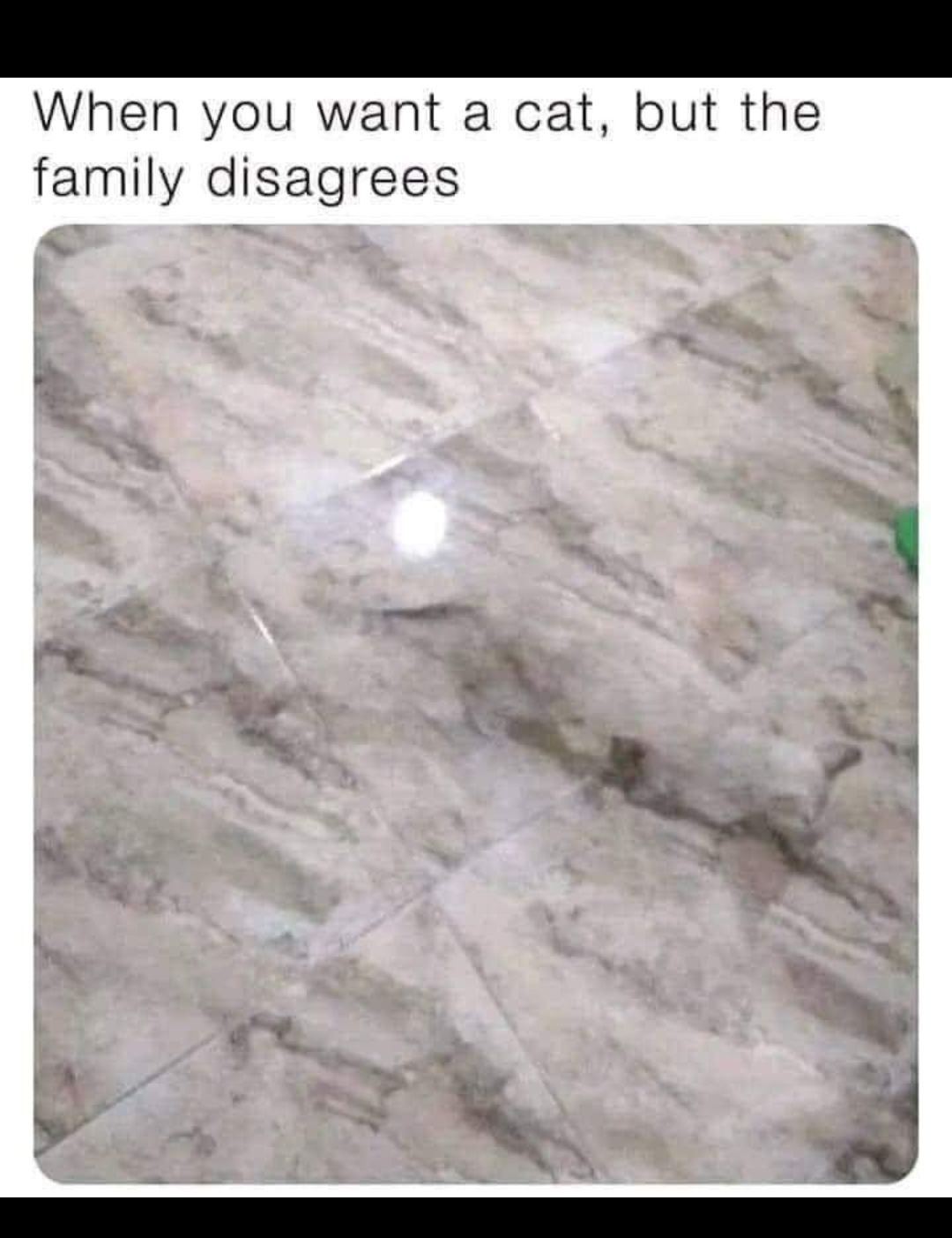 When you want a cat but the family disagrees A ad