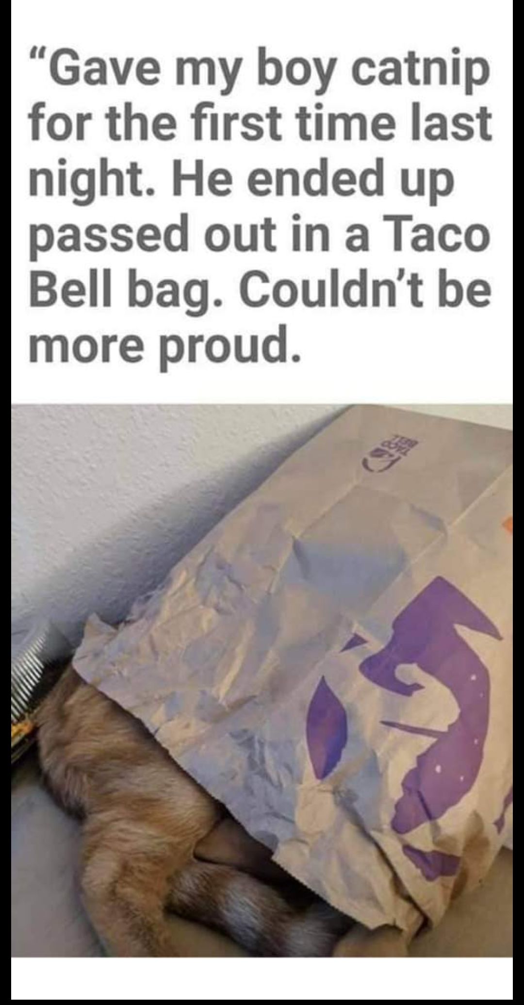 Gave my boy catnip for the first time last night He ended up passed out in a Taco Bell bag Couldnt be more proud