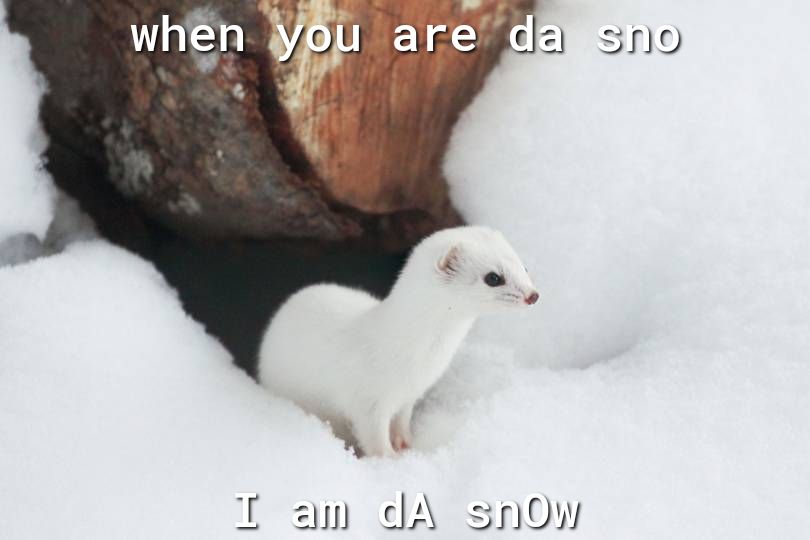 T oam dA snowy