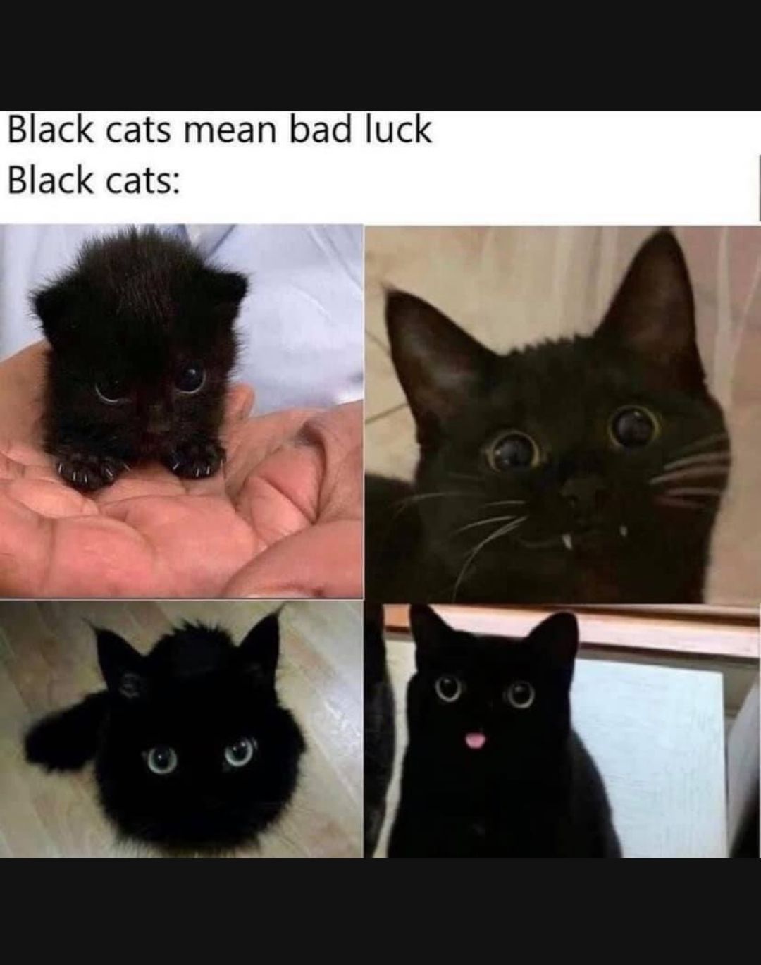 Black cats mean bad luck Black cats