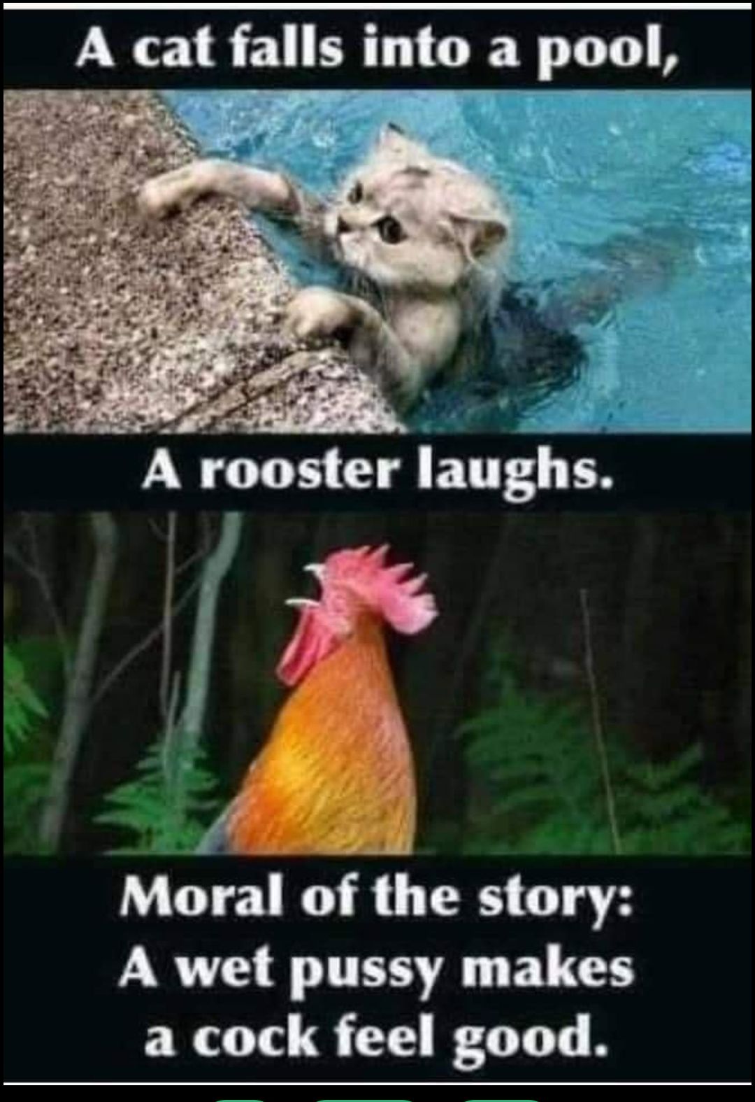 A cat falls mto a pool A rooster FTTF T f z Moral of the story A wet pussy makes a cock feel good