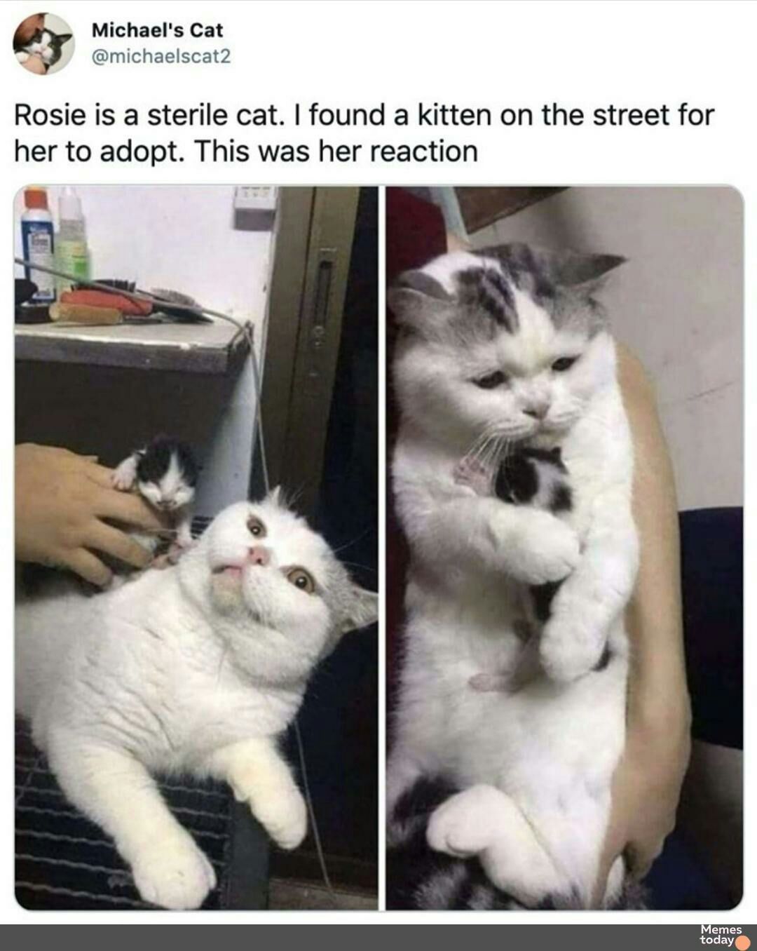 I Michaels Cat michaelscat2 Rosie is a sterile cat found a kitten on the street for her to adopt This was her reaction Memes today