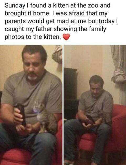 Sunday found a kitten at the zoo and brought it home was afraid that my parents would get mad at me but today caught my father showing the family photos to the kitten