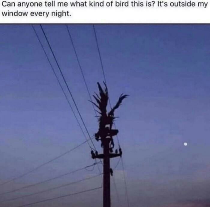 Can anyone tell me what kind of bird this is Its outside window every night