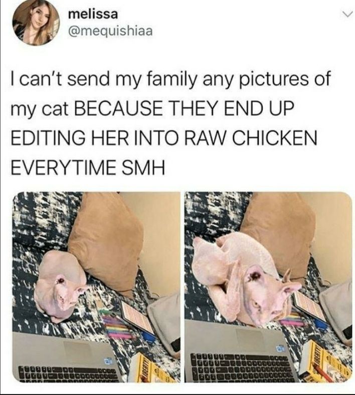 23 melissa mequishiaa cant send my family any pictures of my cat BECAUSE THEY END UP EDITING HER INTO RAW CHICKEN EVERYTIME SMH