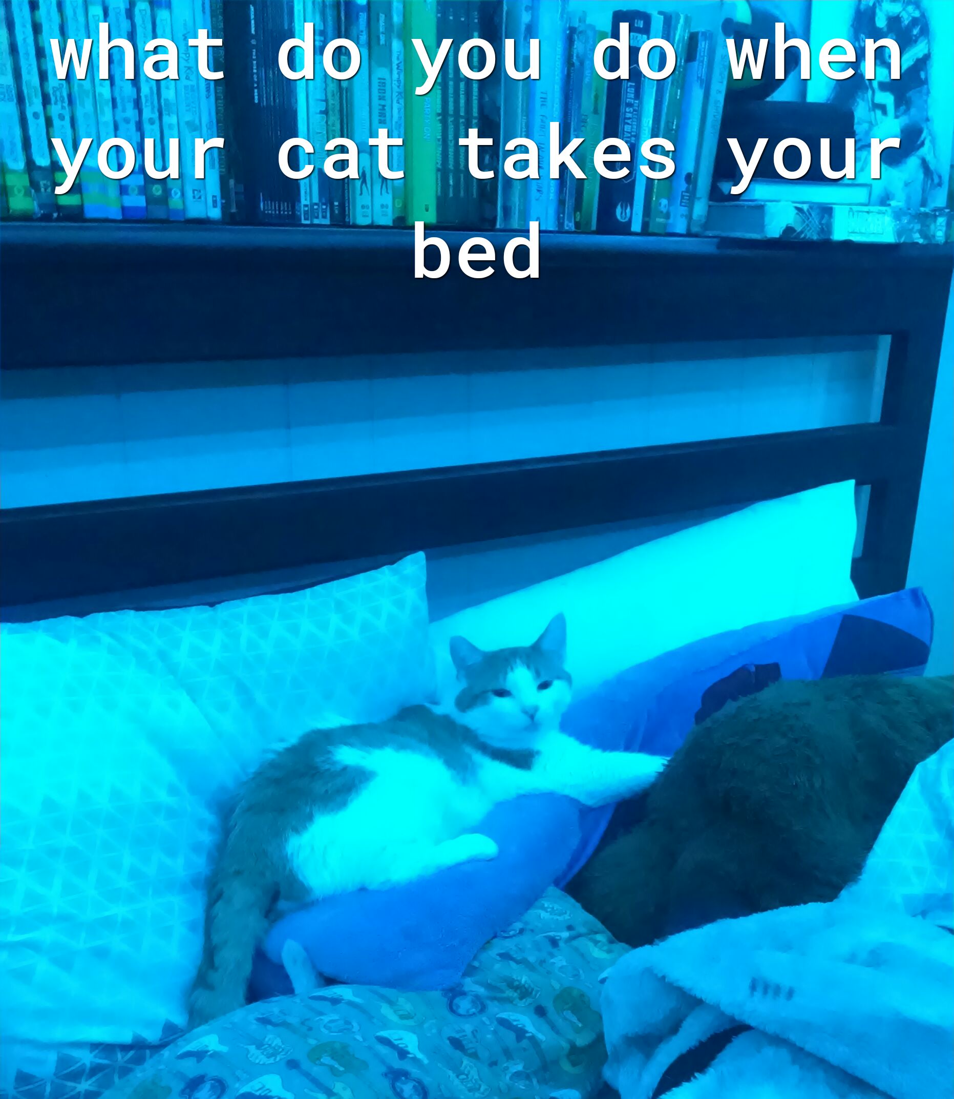 what do lyou do whn your cat takes youk bed