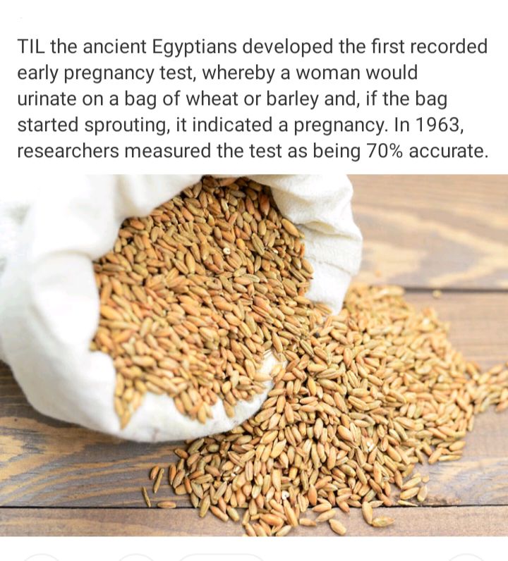 TIL the ancient Egyptians developed the first recorded early pregnancy test whereby a woman would urinate on a bag of wheat or barley and if the bag started sprouting it indicated a pregnancy In 1963 researchers measured the test as being 70 accurate