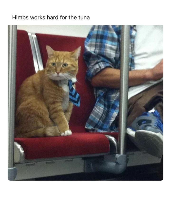 Himbs works hard for the tuna