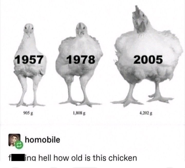 908 g 1308 g samg homobile flllina hell how old is this chicken