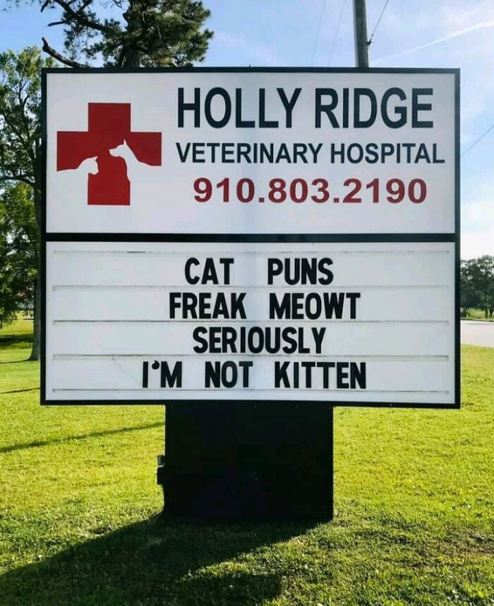 s HOLLY RIDGE PR VETERINARY HOSPITAL B 9108032190 CAT PUNS _ FREAK MEOWT SERIOUSLY IM _NOT KITTEN