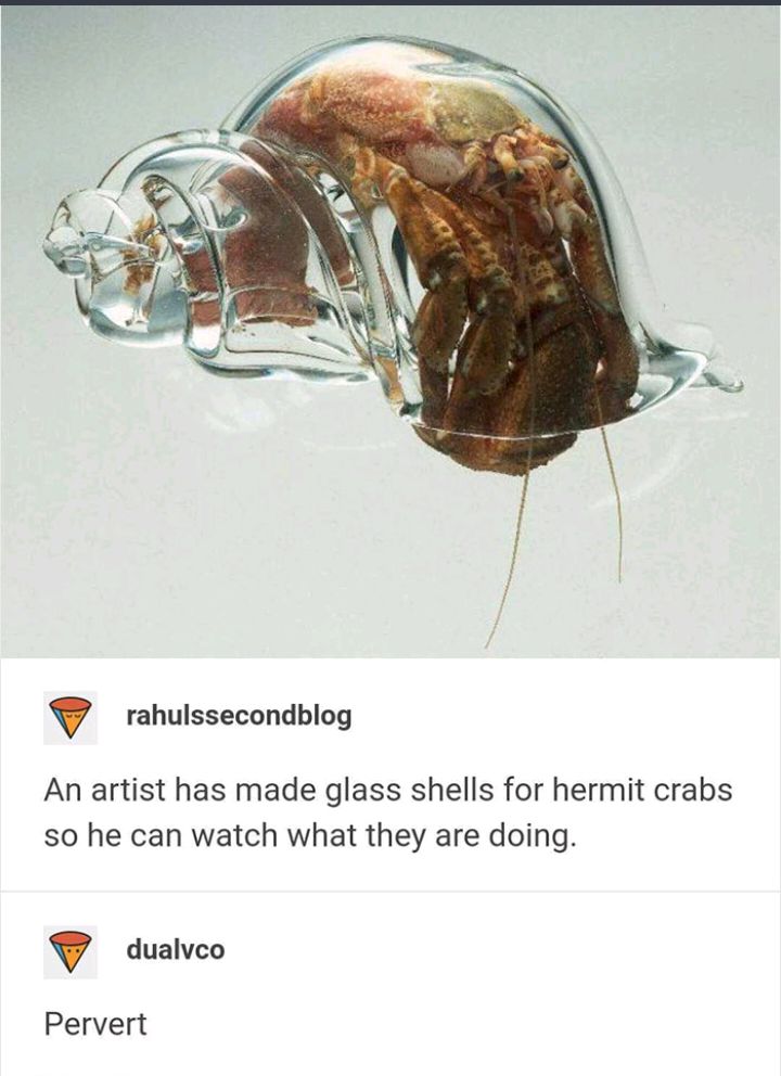 rahulssecondblog An artist has made glass shells for hermit crabs so he can watch what they are doing dualvco Pervert