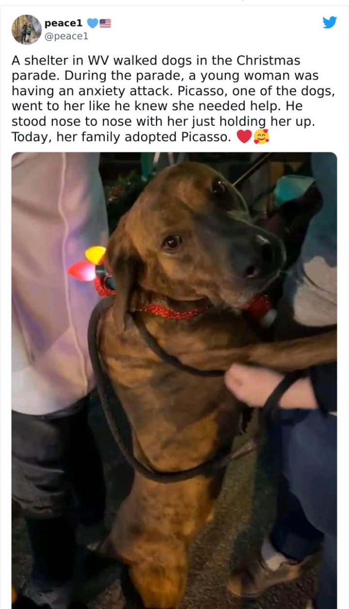 peacel peacel A shelter in WV walked dogs in the Christmas parade During the parade a young woman was having an anxiety attack Picasso one of the dogs went to her like he knew she needed help He stood nose to nose with her just holding her up Today her family adopted Picasso