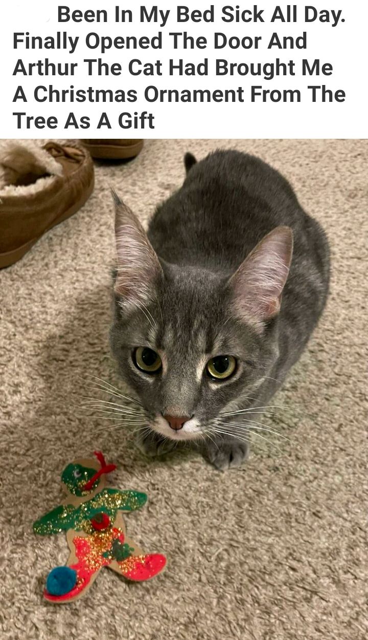 Been In My Bed Sick All Day Finally Opened The Door And Arthur The Cat Had Brought Me A Christmas Ornament From The Tree As A Gift