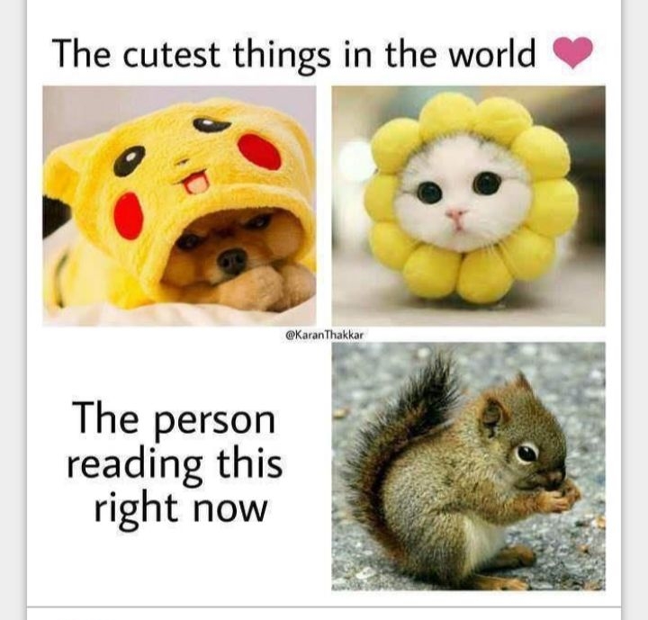 The cutest things in the world 4 The person reading this right now