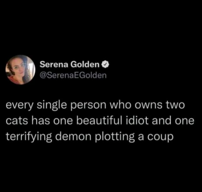 EEENEN L ENY SEICREIS el e T every single person who owns two cats has one beautiful idiot and one terrifying demon plotting a coup