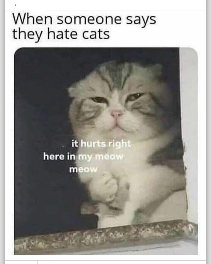 When someone says they hate cats o T