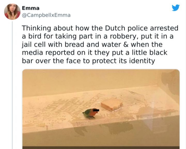 4 Emma y CampbellxEmma Thinking about how the Dutch police arrested a bird for taking part in a robbery putitina jail cell with bread and water when the media reported on it they put a little black bar over the face to protect its identity