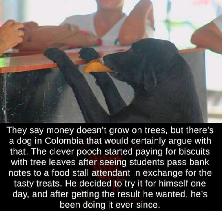 They say money doesnt grow on trees but theres a dog in Colombia that would certainly argue with O F O L SR AV o ToTo Tl s RS EE La T Mo VY T To R ol o IRTWIVTI S with tree leaves after seeing students pass bank notes to a food stall attendant in exchange for the LECA UV R LT ToTo R o R a1 e T ETT T I day and after getting the result he wanted hes been doing it ever since