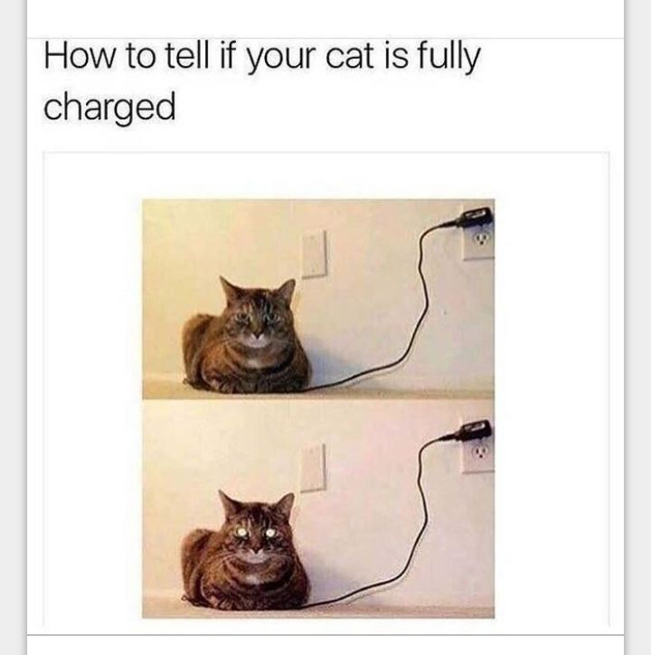 How to tell if your cat is fully charged