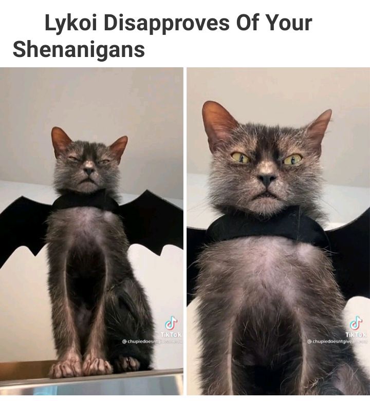 Lykoi Disapproves Of Your Shenanigans