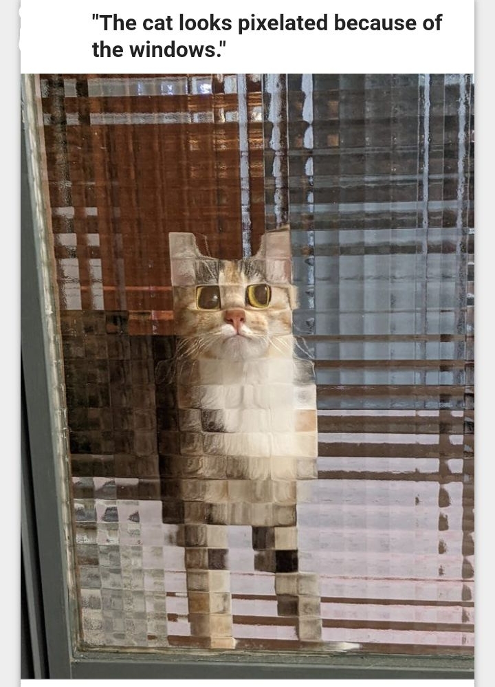 The cat looks pixelated because of the windows