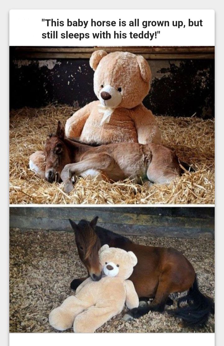 This baby horse is all grown up but still sleeps with his teddy