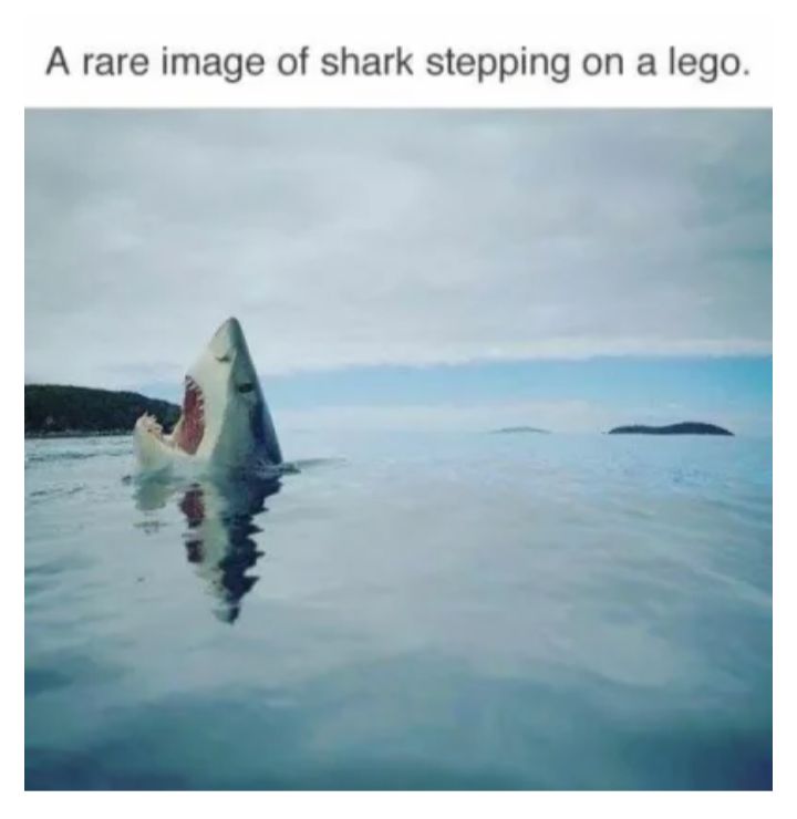 A rare image of shark stepping on a lego