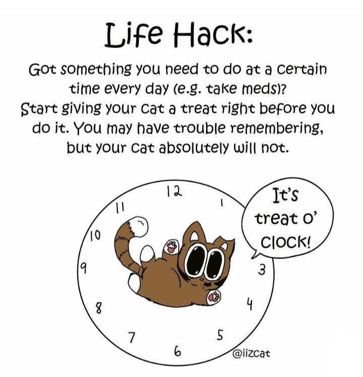 Life Hack Got something you heed to do at a Certain time every day eg take meds Start giving your Cat a treat right before you do it You may have trouble remembering but your Cat absolutely will not Its treat O