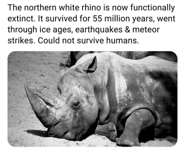 The northern white rhino is now functionally extinct It survived for 55 million years went through ice ages earthquakes meteor strikes Could not survive humans