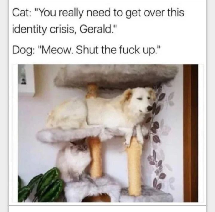 Cat You really need to get over this identity crisis Gerald Dog Meow Shut the fuck up iF