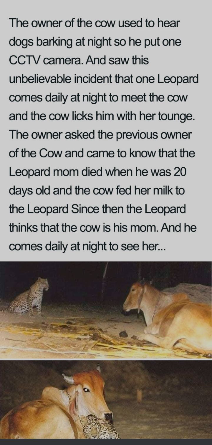 The owner of the cow used to hear dogs barking at night so he put one CCTV camera And saw this unbelievable incident that one Leopard comes daily at night to meet the cow and the cow licks him with her tounge The owner asked the previous owner of the Cow and came to know that the Leopard mom died when he was 20 days old and the cow fed her milk to the Leopard Since then the Leopard thinks that the