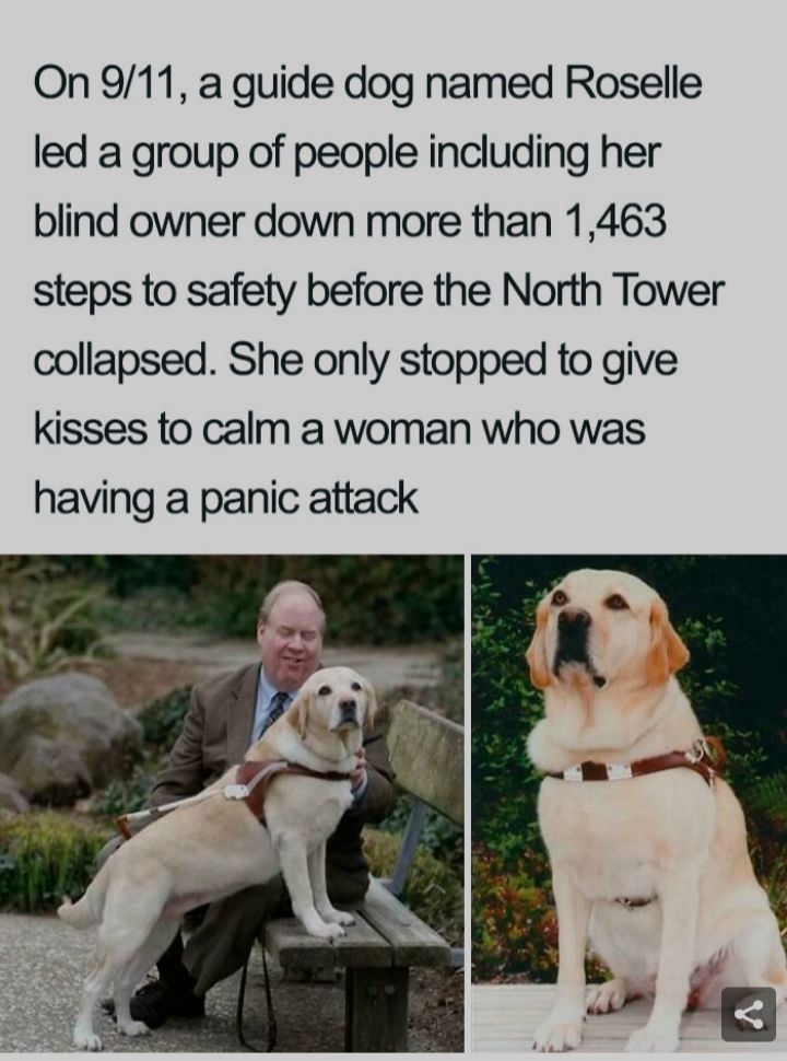 On 911 a guide dog named Roselle led a group of people including her blind owner down more than 1463 steps to safety before the North Tower collapsed She only stopped to give kisses to calm a woman who was having a panic attack