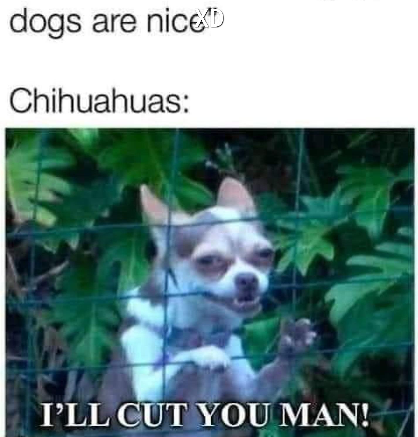 dogs are niceV Chihuahuas e e aq 4 B LUl N 01 UBY VN