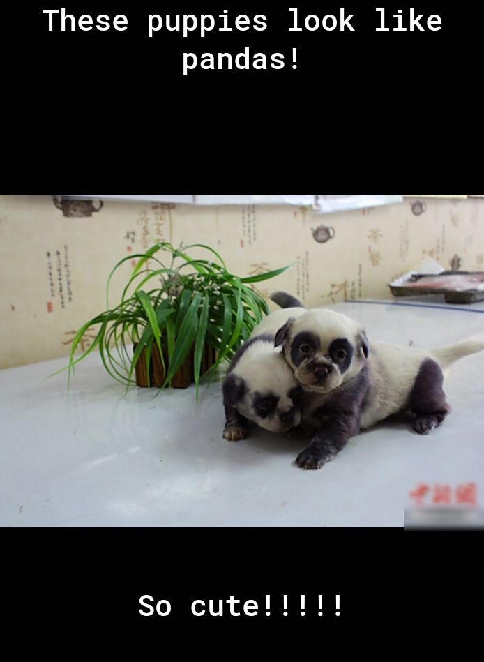 These puppies look like PENERY