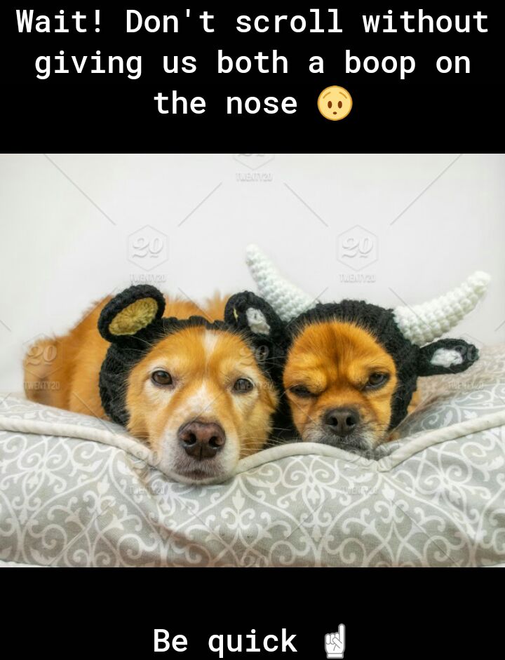 Wait Dont scroll without o AT Ny To BRTE J oYo R of o JE W oY Yo s o 3 the nose QJ Be quick