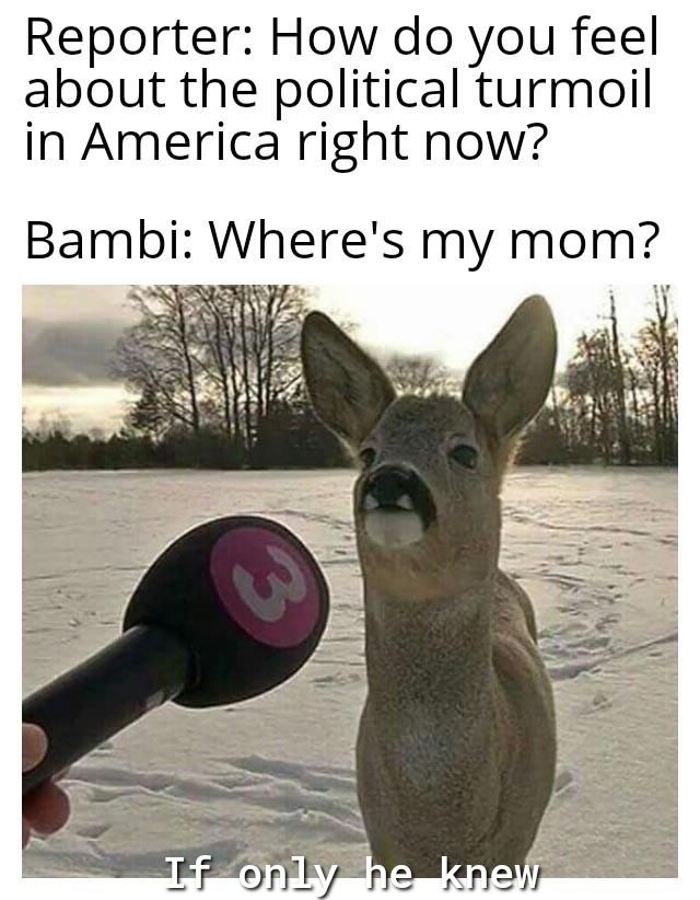 Reporter How do you feel about the political turmoil in America right now Bambi Wheres my mom