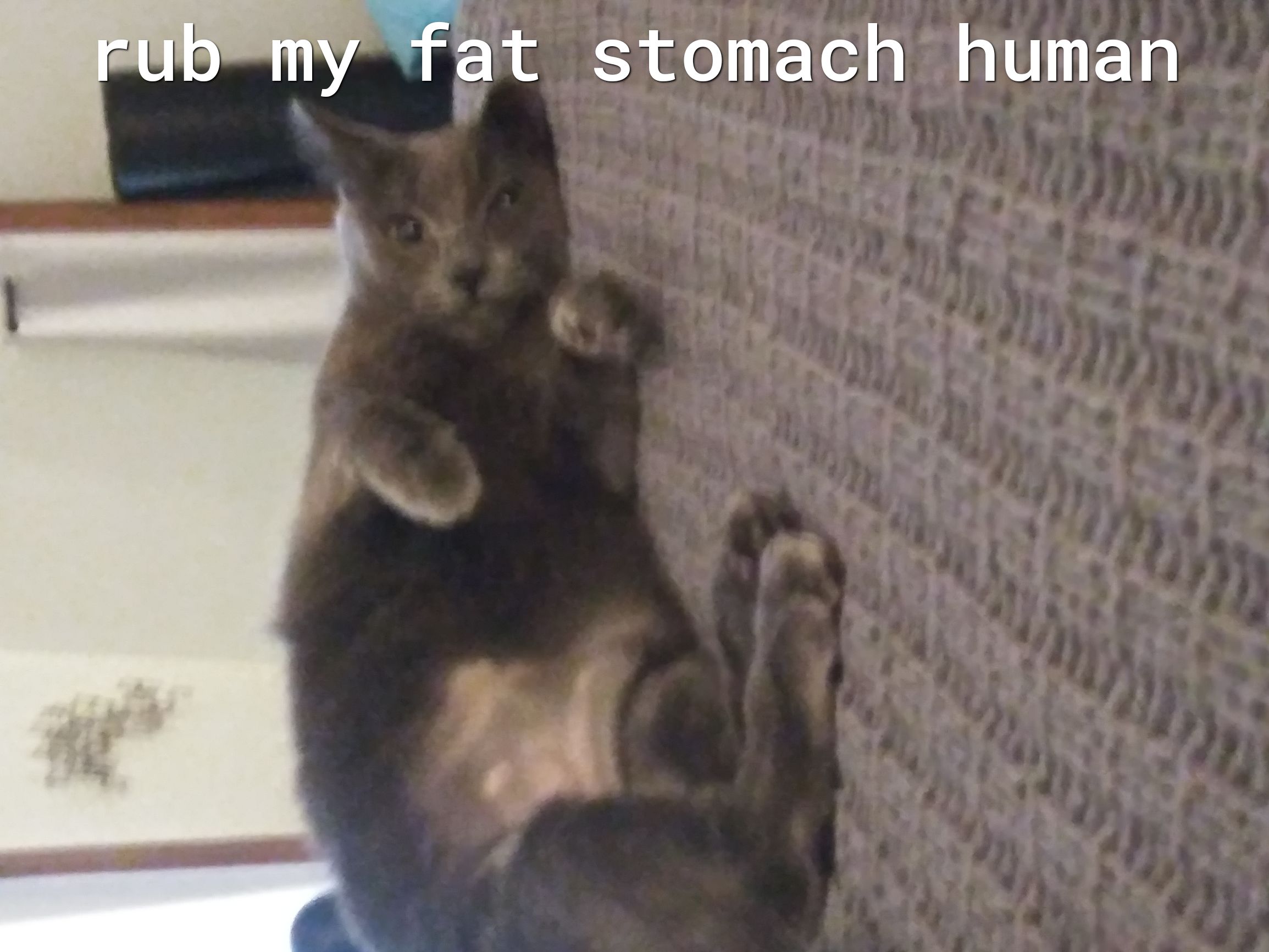 Wt stomach human