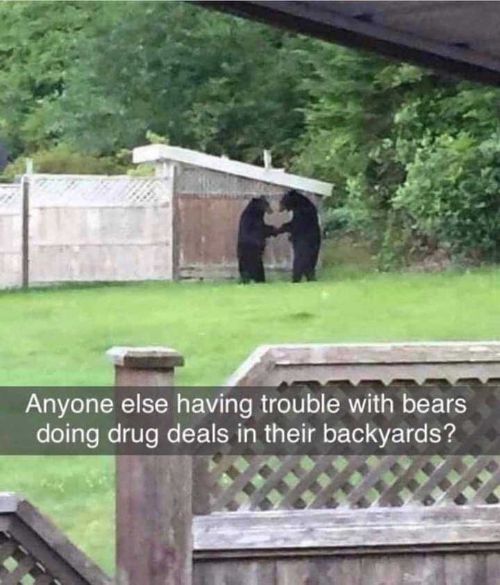 Anyone elsehavmg trouble with bears domg drug e CETLR R s 11 backyards