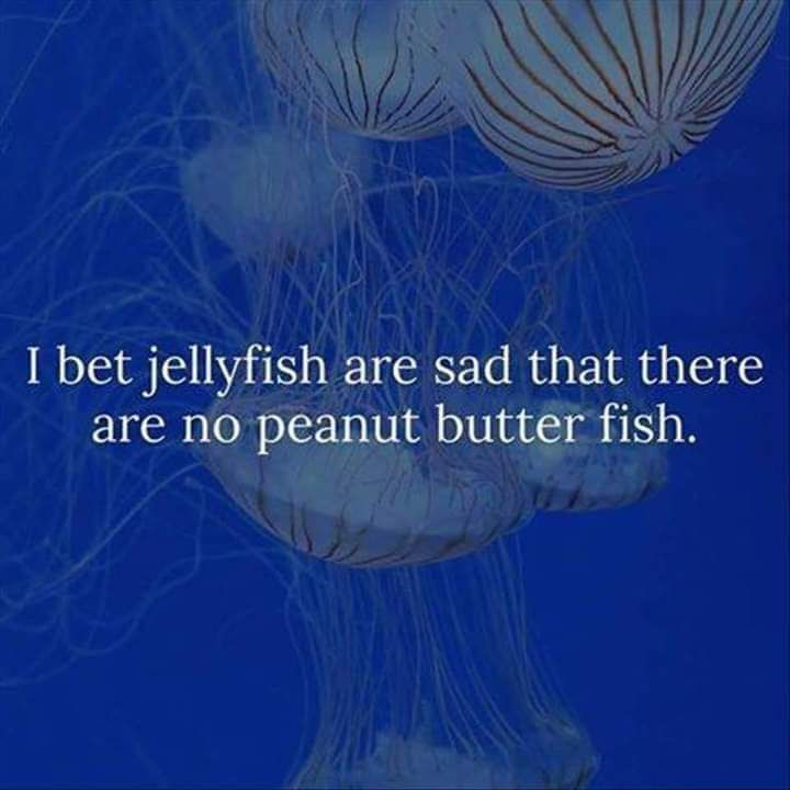 I bet jell fish a that there