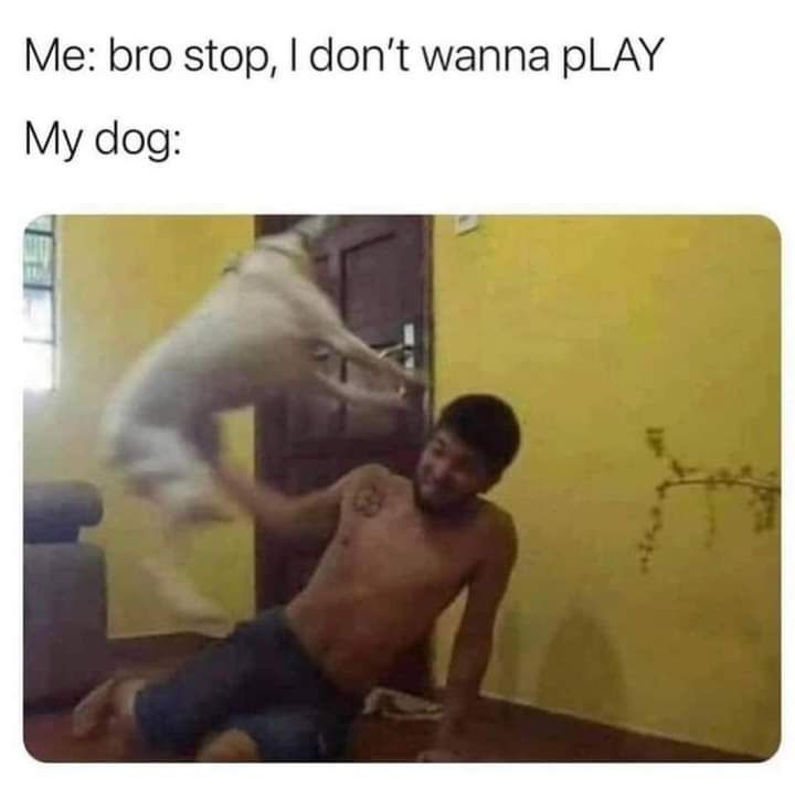 Me bro stop dont wanna pLAY My dog