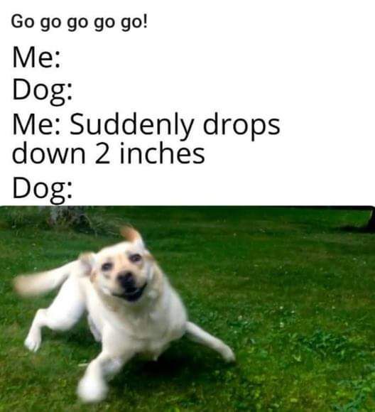 Go go go go go Me Dog Me Suddenly drops down 2 inches Dog
