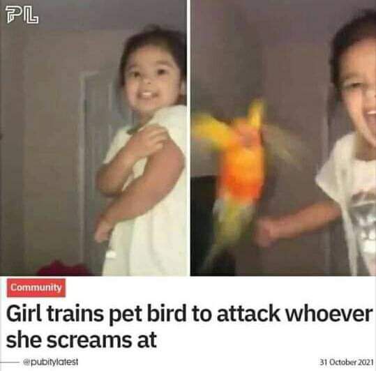 Girl trains pet bird to attack whoever she screams at pubitylatest 31 October 2021