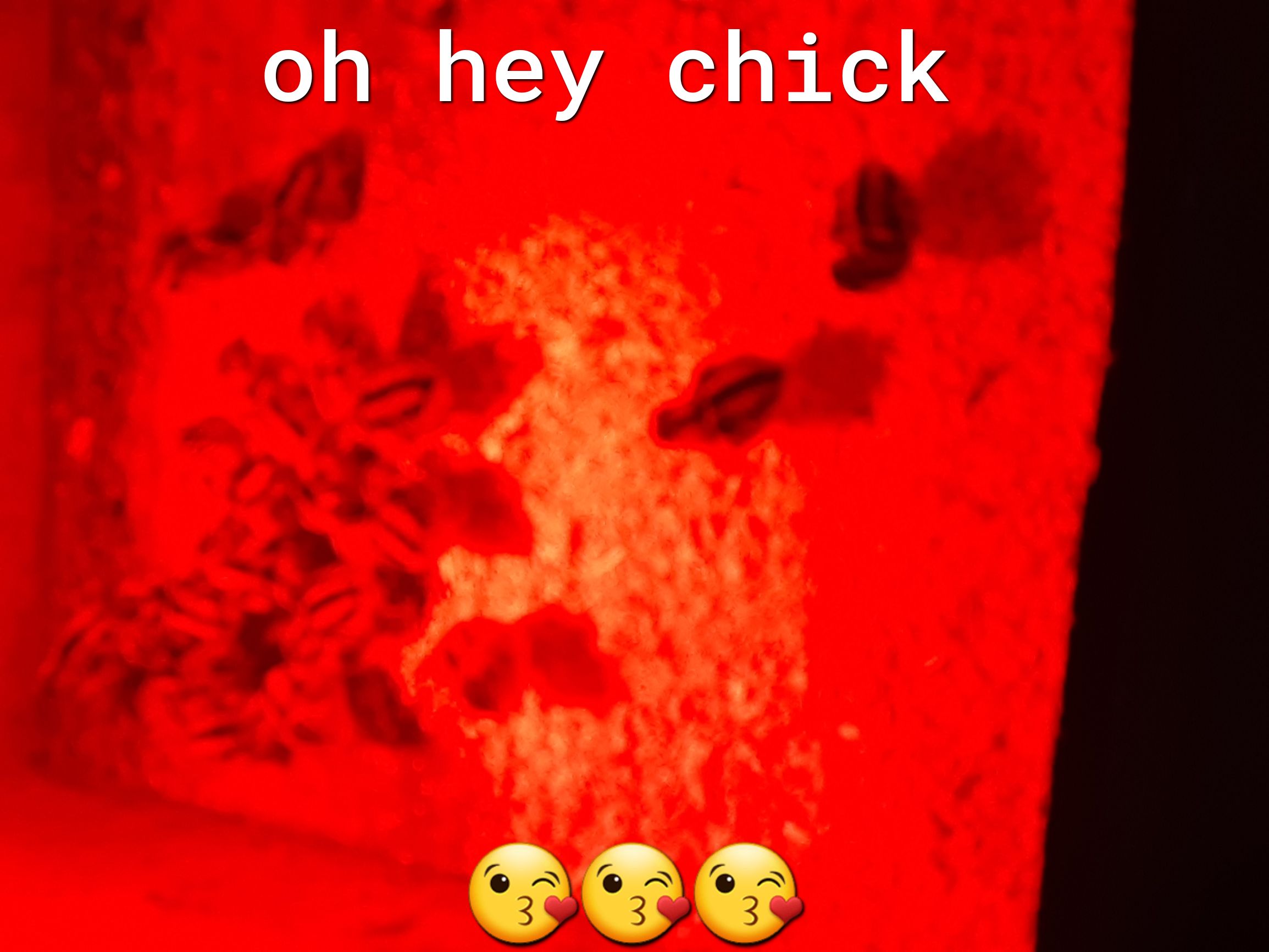 oy hey chick L